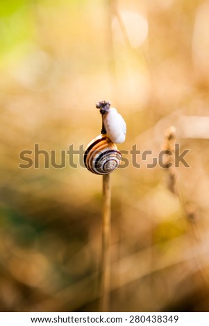 Small snail on a plant with natural background