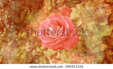 A delicate pink rose against a natural background, toned, with textured vintage effects