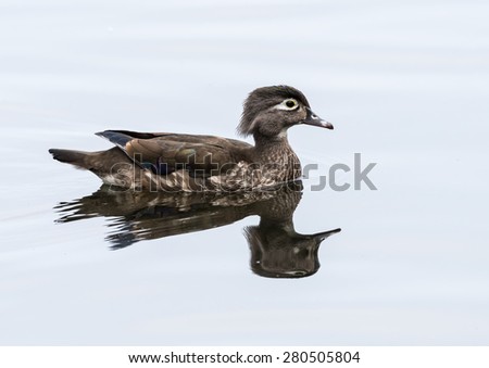 Female Wood Duck Swimming 