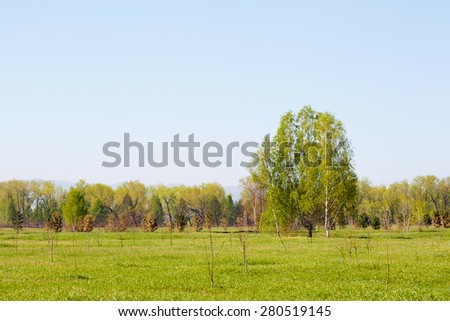 Summer landscape, field green grass tree