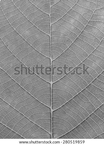 gray leaf texture