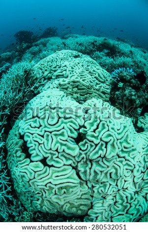 Coral colonies have bleached on a reef in Buyat Bay, Sulawesi, Indonesia. The corals are stressed by warm water temperatures and have expelled their symbiotic algae.