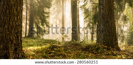 Panorama of a mixed forest at autumn sunny day/ Autumn Forest Royalty-Free Stock Photo #280560251