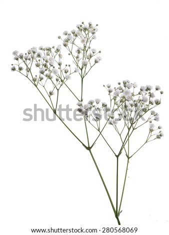 Gypsophila (Baby's-breath flowers), light, airy masses of small white flowers.  Royalty-Free Stock Photo #280568069