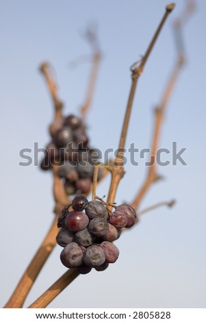 Leftover grapes (selective focus)