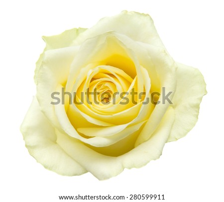pale yellow-green rose isolated on white background