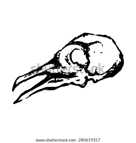 Monochrome white black skull of dove
