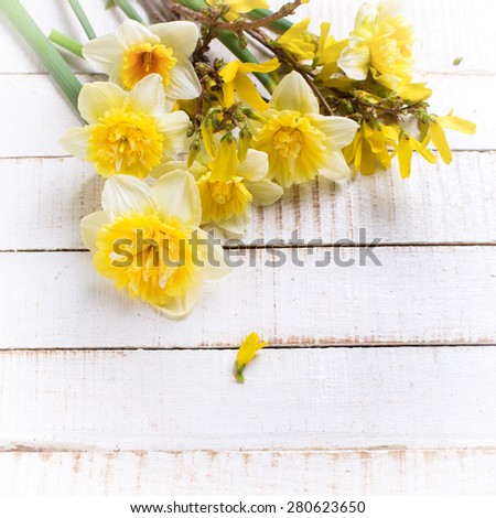 Background with fresh  spring yellow narcissus  flowers  on white  painted wooden planks. Selective focus. Place for text.  Square image.