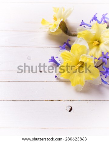 Bright  yellow and blue spring flowers   on white   painted wooden planks. Selective focus. Place for text.  Square image.