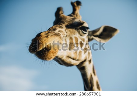 giraffe close up looks at the camera