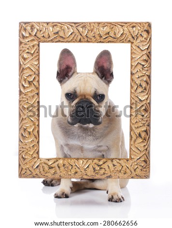 French bulldog with a golden picture Frame