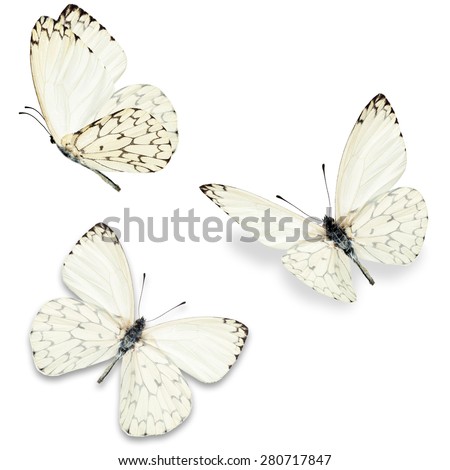 Three white butterfly, isolated on white background Royalty-Free Stock Photo #280717847