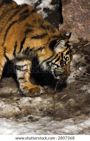 Tiger cub sniffing out its prey in the spring snow.