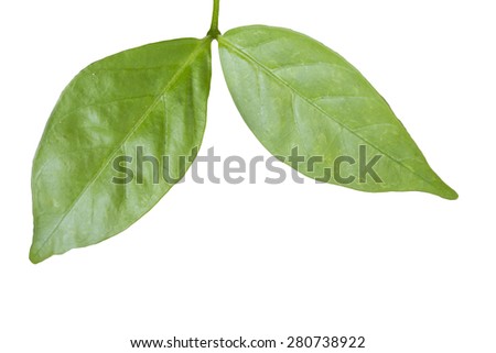 Leaf in white background