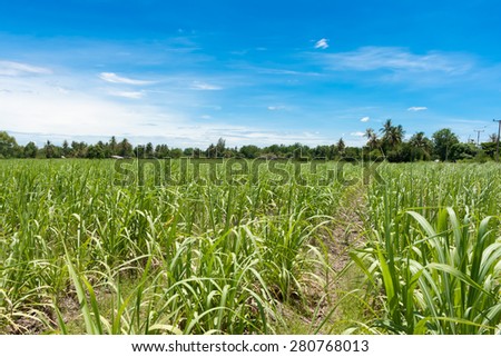 Crop farm with cloudy sky in growth trees background