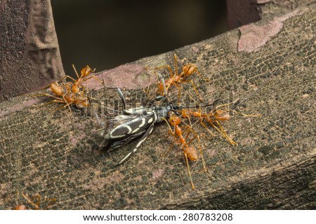 Diligent ants find find thri nestin,ants,Diligent,nesting,food.