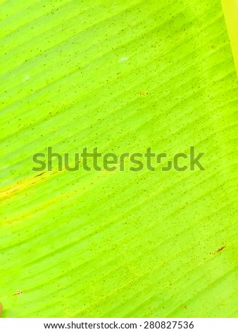 Green banana leaves texture background