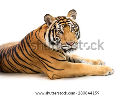 Crouching young siberian tiger isolated on white background