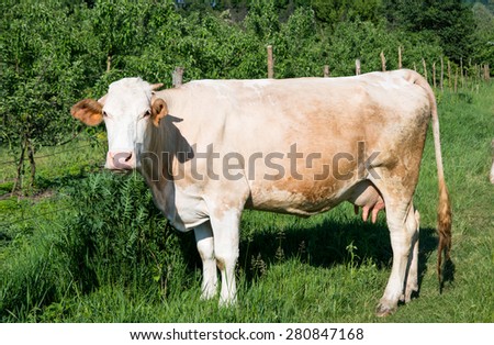 Cow grazing in the meadow