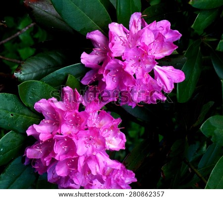Royalty Free Photograph - Twin Flowering Rhododendron Blossoms Blooming are in their Glorious Perfect Pink Color - with Copy Space