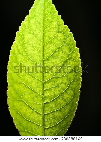 leaves on a black background. close