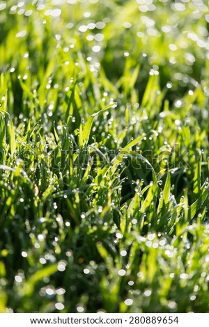 dew on the green grass in nature