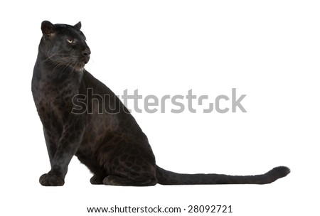 Black Leopard (6 years) sitting, looking away, isolated on white