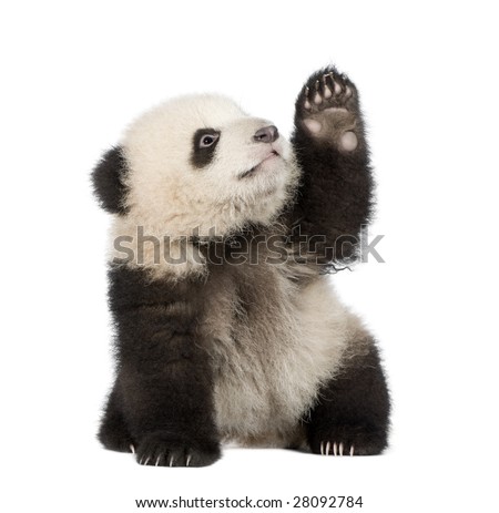 Giant Panda  (6 months)  - Ailuropoda melanoleuca in front of a white background
