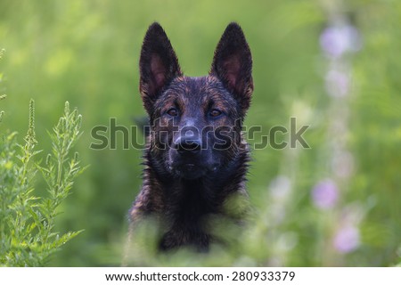 Wild Mexican Dog watching intently through a gap in a maze field waiting for an opportunity to investigate. These dogs can be dangerous when in packs, but usually they are just intent on watching.