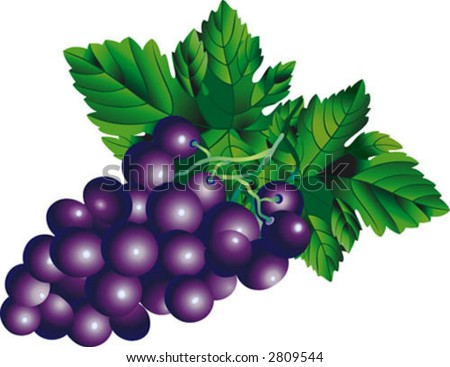 Vector image of a bunch of grapes. Edited in CMYK colors and ready for printing