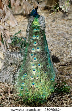 bright picture of beautiful peacock in the park
