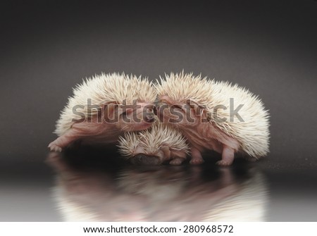 cute fun rodent african pygmy hedgehog baby litter love