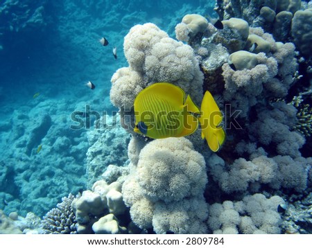 Coral colony and coral fish. Red Sea. Egypt