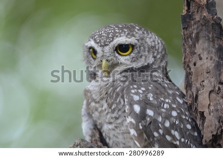 Asian Barred Owlet (Glaucidium cuculoides) is a species of true owl. 
