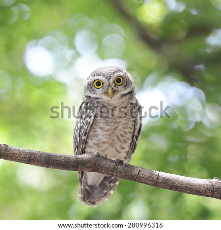 Asian Barred Owlet (Glaucidium cuculoides) is a species of true owl. 