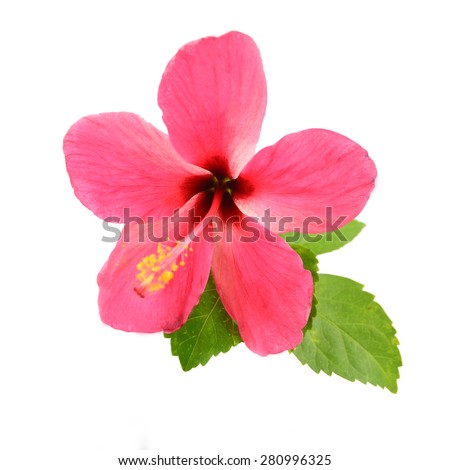 Blooming of pink Hibiscus flower isolated on a white background  Royalty-Free Stock Photo #280996325