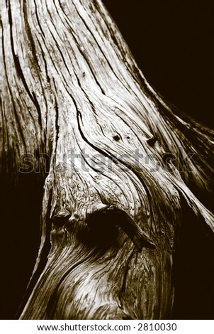 Close up, short depth of field detail of grainy old tree trunk rendered in duotone.