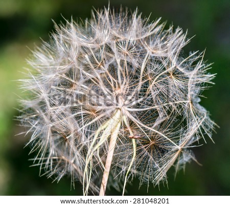 Dandelion seeds in the morning sunlight against a fresh green background