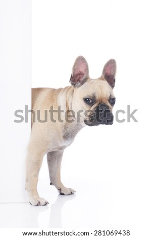french bulldog looks around the corner of a white board