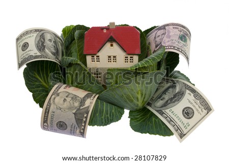 house in cabbage isolated on white