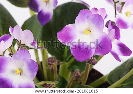 The violet flower isolated on white background