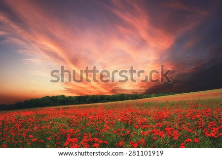 Poppy field in the summer at sunset time