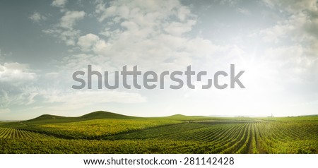 panoramic view of grape plantation of Napa valley in summer time Royalty-Free Stock Photo #281142428