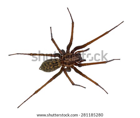 Hairy house spider (Tegenaria domesticus) on white background Royalty-Free Stock Photo #281185280
