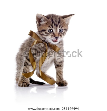 Striped angry kitten with a bow on a white background.