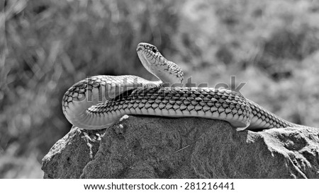 yellow-bellied snake (dolichophis caspius)  in a posture of defense and attack. Dune sarykum.