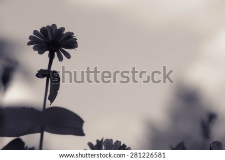black and white flower for background,retro color tone