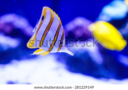 tropical colorful sea fish