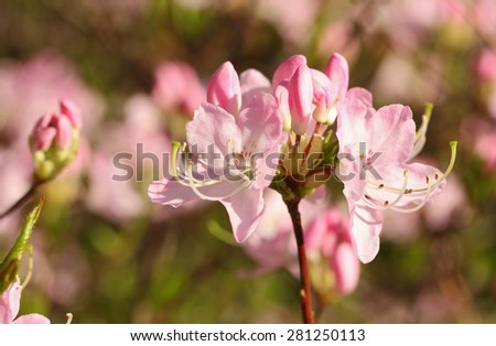A Study in Pink. Flowering rhododendron in the spring sunshine. Soft focus