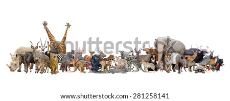 animal of the world isolated on white background